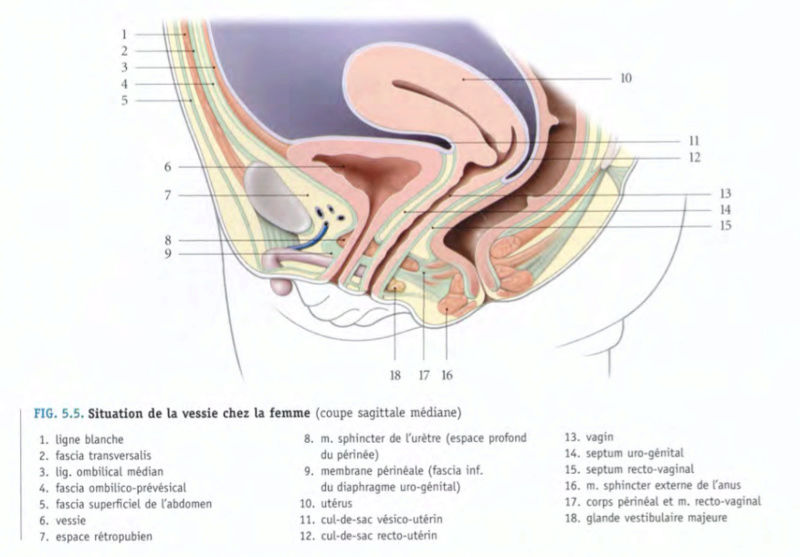 Différence sphincter propre, strié et lisse de l'urètre chez la femme Sphinc11