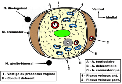 cordon spermatique - Cordon spermatique et canal déférent Voiesp10