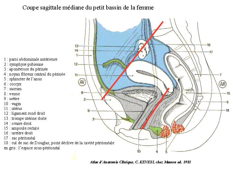 axe du vagin et détroit supérieur Vulve110