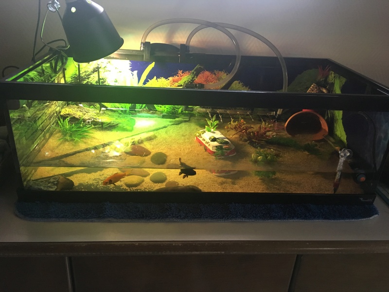 Avis sur mon aquaterrarium -> Première tortue pelomedusa Img-3010