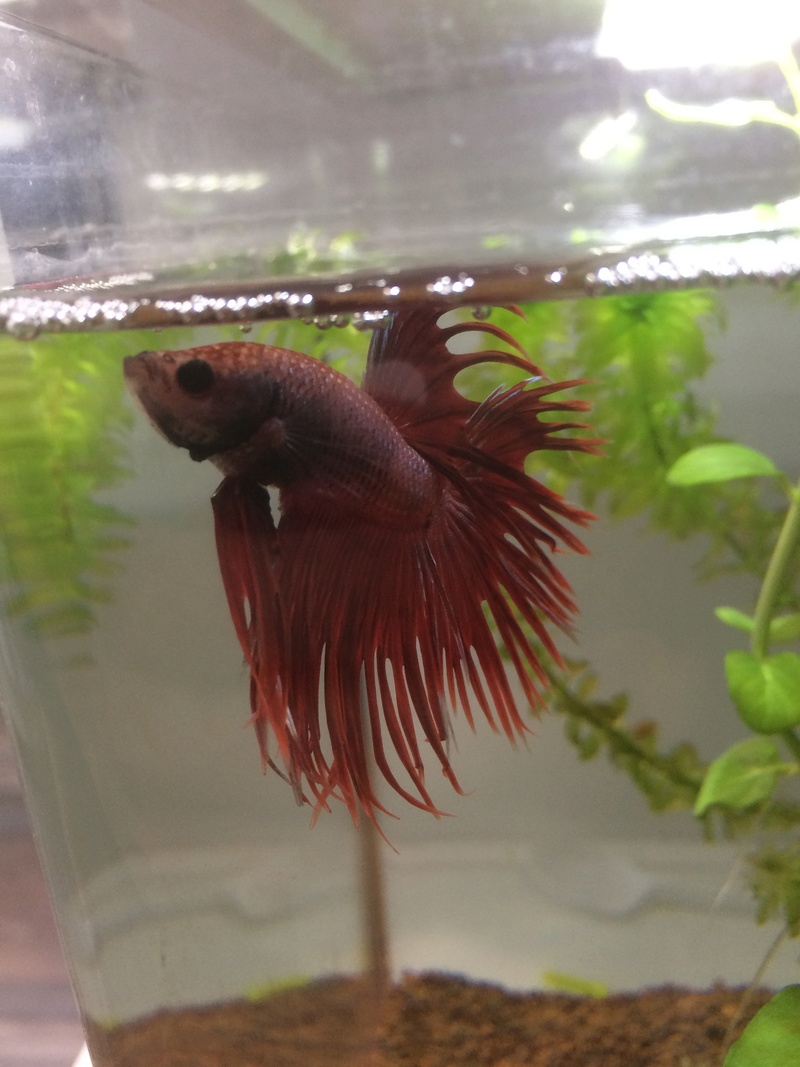 Mon petit Red (crowntail) Img_0219