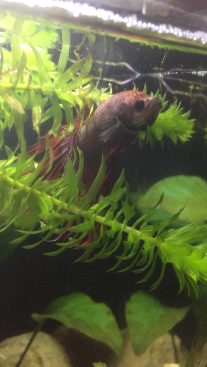 Mon petit Red (crowntail) Img_0225