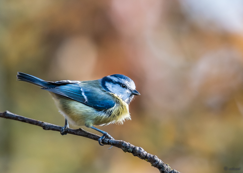 Bleue, bleue, bleue .. Messan10