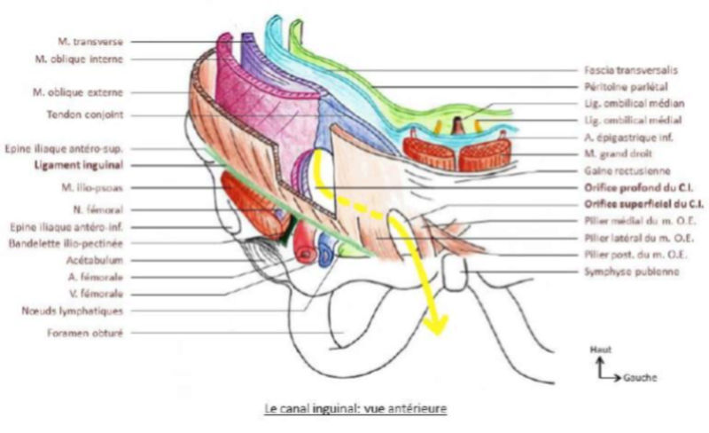 Orifice profond du canal inguinal  Tendon10