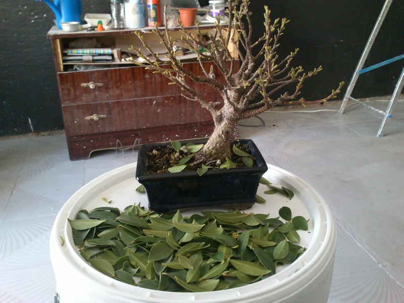 Seguimiento Ficus tigerbark (ayuda diseño) :3 Ficus_10