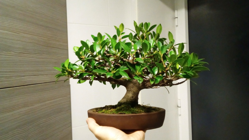 Seguimiento Ficus tigerbark (ayuda diseño) :3 Frente10