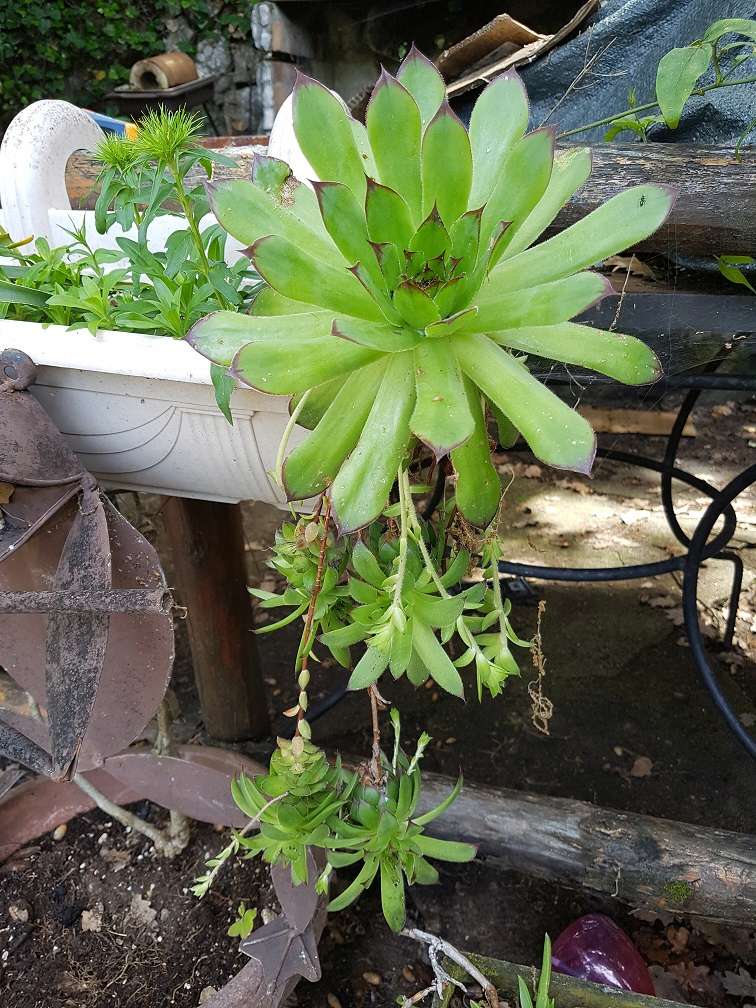 Fleurs de mon jardin 20180552