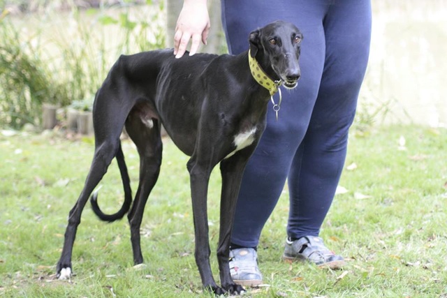 ARIEL le doux prince noire ... une petite perle de galgo ADOPTE  Ariel210