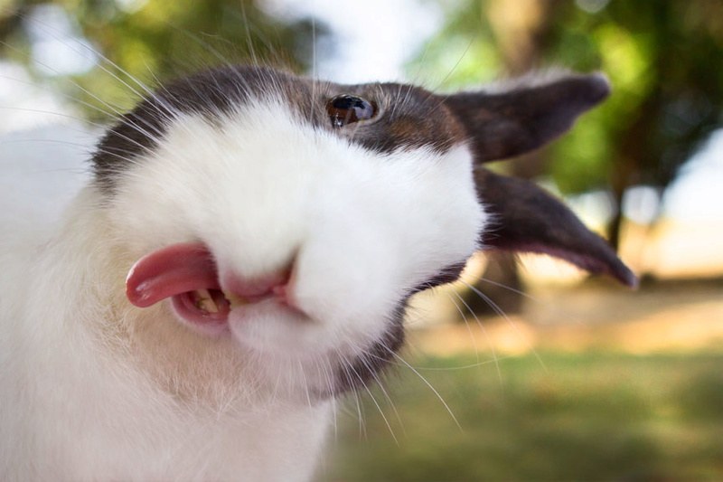 Anniversaire de Lapin Fou ... Lapin-10