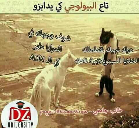 هههههههههههه 29511211