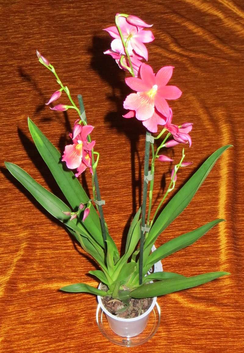 Orchideen-Neuzugang 2 Orch-c11