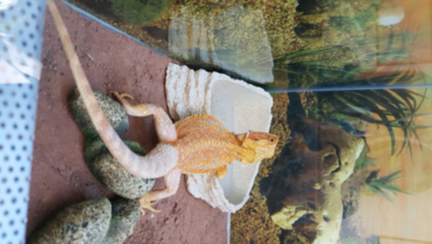 Stimuler l'appétit d'un pogona 20180217