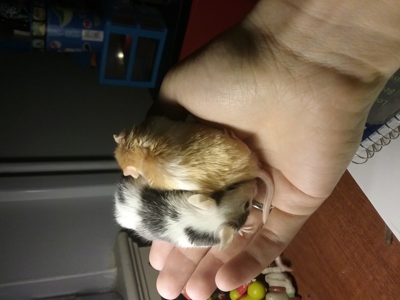 Male on Male Mating? Please help! 20180210