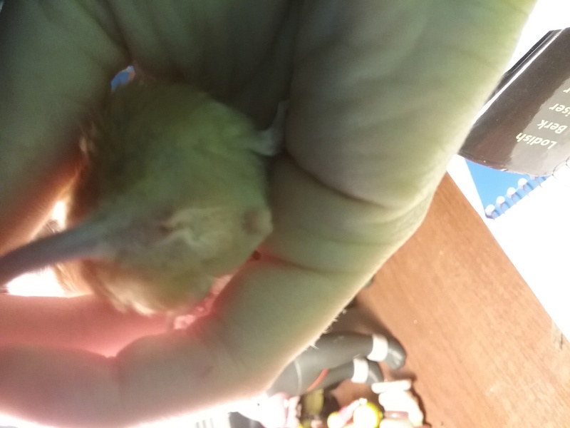 Male on Male Mating? Please help! 20180213
