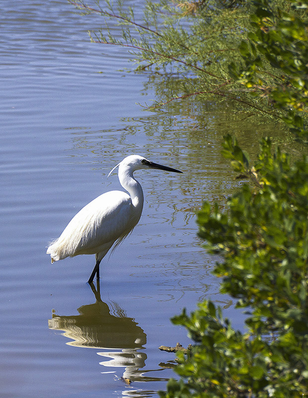 L'aigrette  _mg_9010