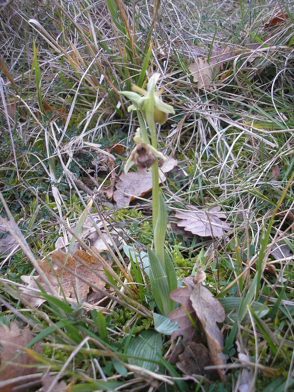 1er Ophrys 2018 à Mirepoix(09) P2042720