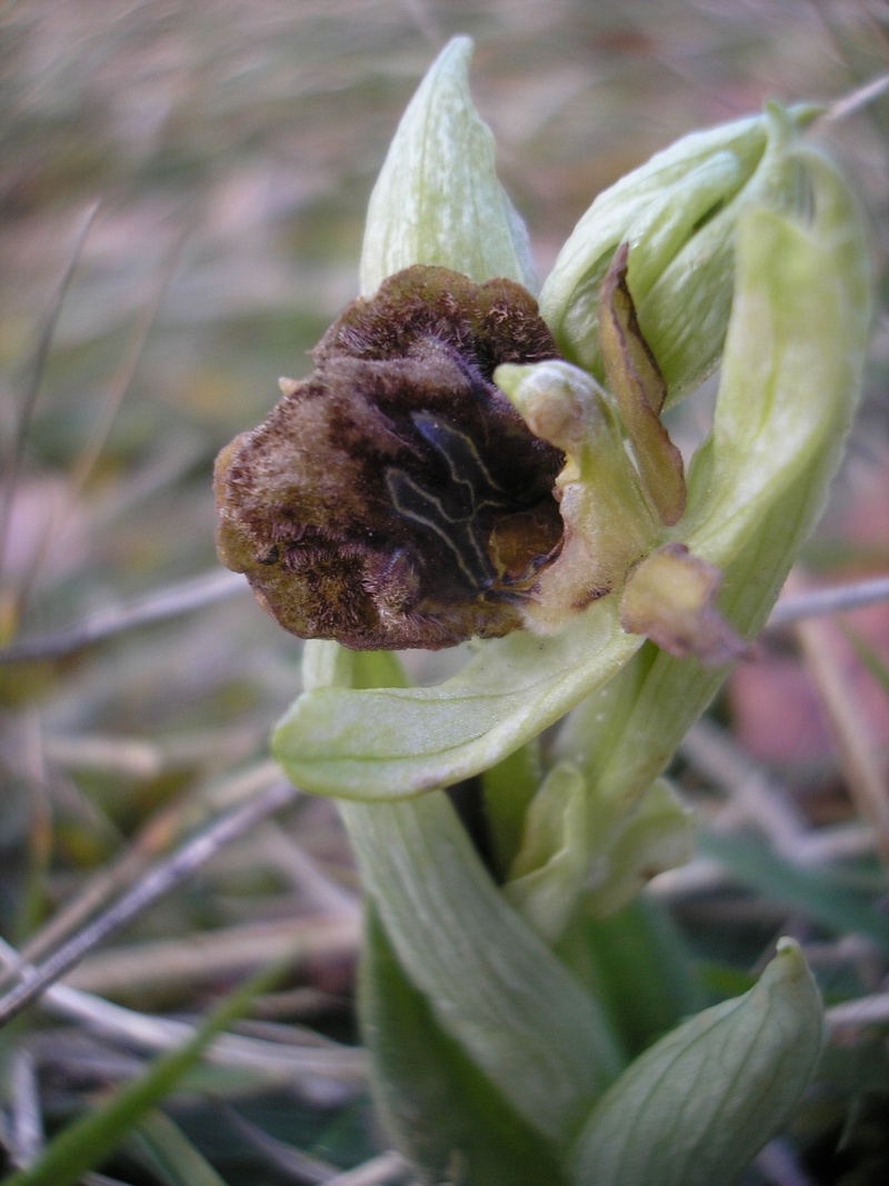 1er Ophrys 2018 à Mirepoix(09) P2062811