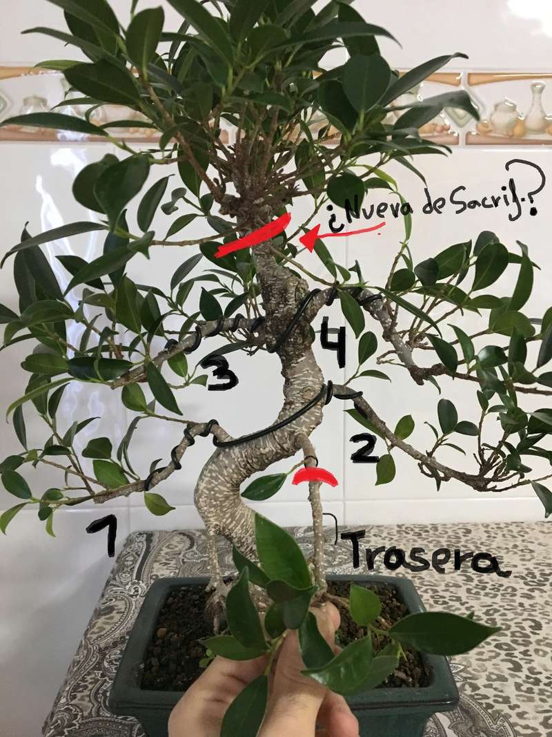 El ficus rescatado del Leroy. Traser10