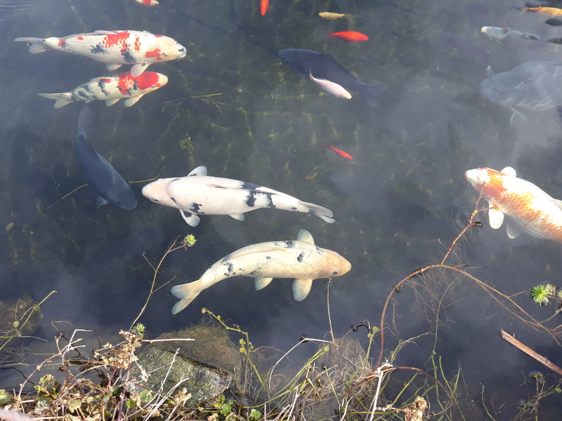 reprise d'activité des poissons 20180316