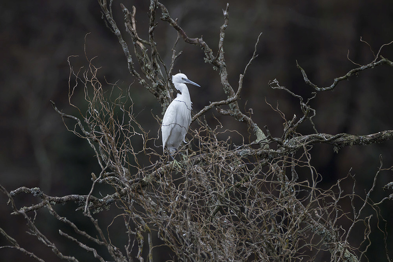 L'aigrette garzette _mg_4513