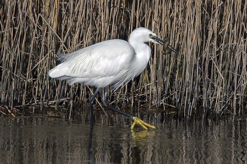 L'aigrette garzette _mg_9210