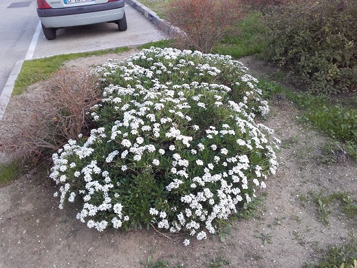 Iberis semperflorens - ibéris toujours fleuri 20180215