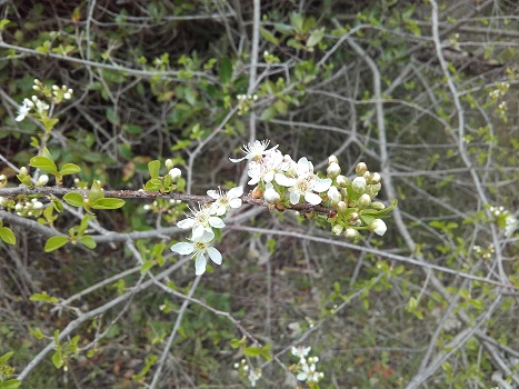 Prunus mahaleb - cerisier de Sainte-Lucie 20180318