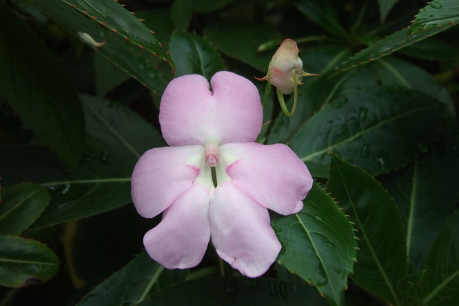 Impatiens sodenii - Page 2 Dscf0013