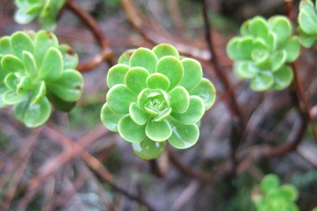 Aeonium spathulatum Dscf0314