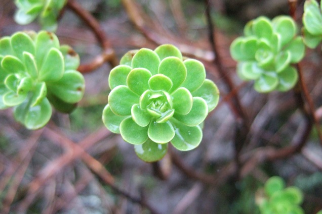 Aeonium spathulatum  Dscf0314