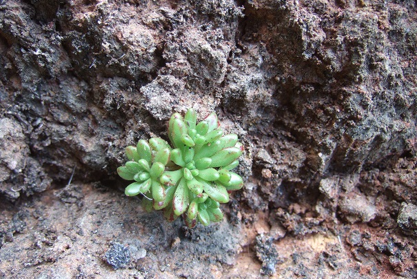 Aeonium sedifolium - aeonium à feuilles de sedum Dscf0618