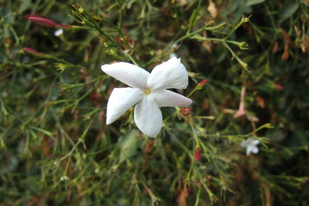 Jasminum grandiflorum - jasmin à grandes fleurs Dscf3211