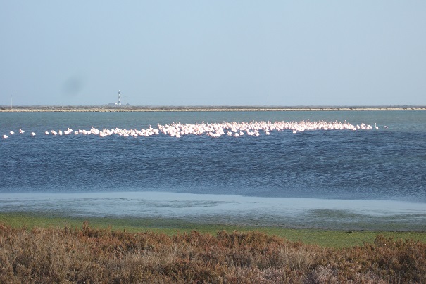 La Camargue (13) Dscf4616