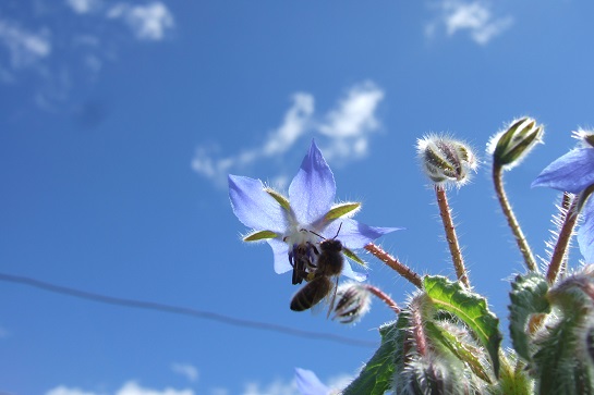 Borago officinalis - bourrache officinale  - Page 3 Dscf4812