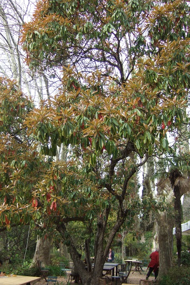 photinia serrulata - Photinia serrulata Dscf4814