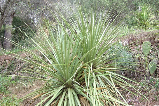 Puya chilensis Dscf4818