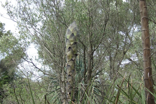 Puya chilensis Dscf4820