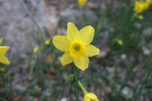 Narcissus assoanus - narcisse d'Asso Dscf4945