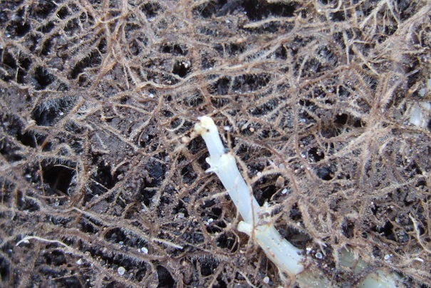 Pilea plataniflora Dscf5012