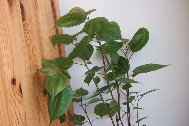Pilea insolens Dscf5028