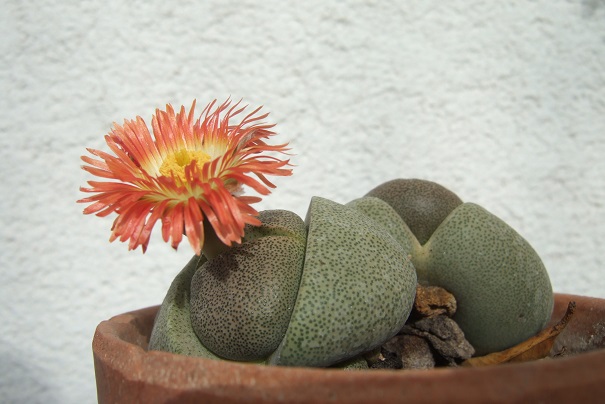 Pleiospilos nelii Dscf5119
