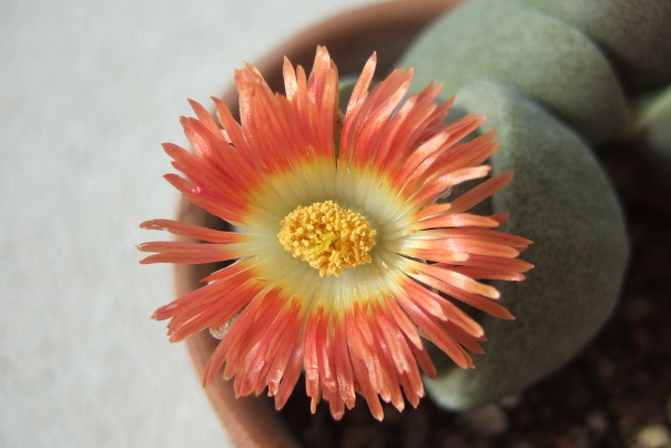 Pleiospilos nelii Dscf5122