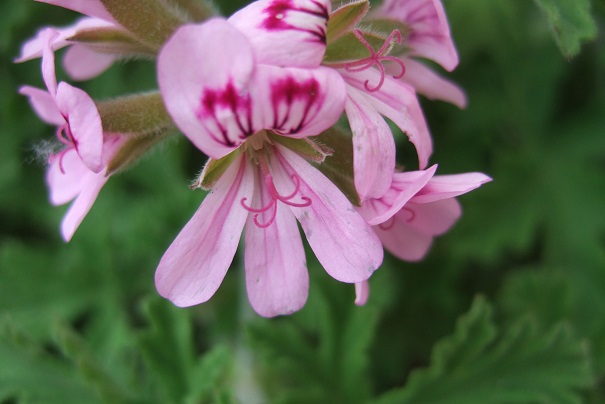 Pelargonium sp. (non crispum) Dscf5215