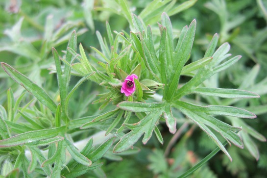 Geranium dissectum -  géranium découpé Dscf5234