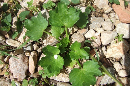 Ranunculus muricatus - renoncule muriquée Dscf5240