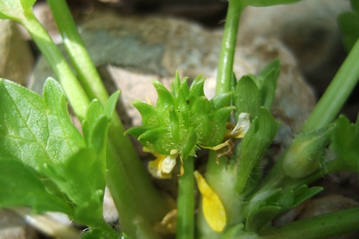 Ranunculus muricatus - renoncule muriquée Dscf5243