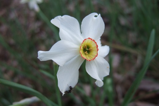 Narcissus poeticus - narcisse des poètes Dscf5311