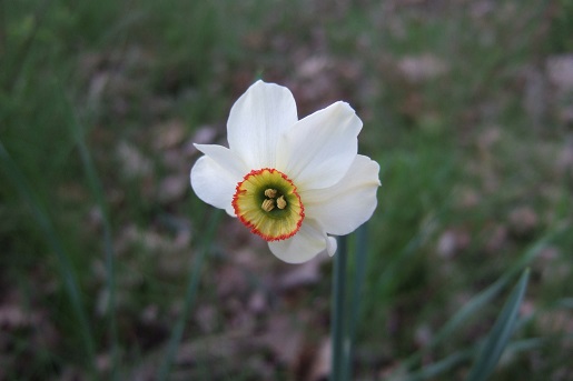 Narcissus poeticus - narcisse des poètes Dscf5312