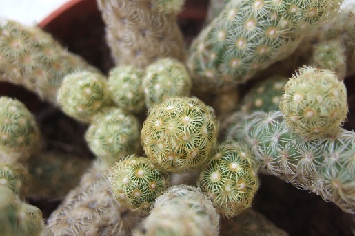Mammillaria elongata - Page 2 Dscf6211
