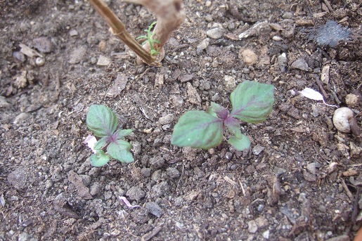 Perilla frutescens - shiso Dscf6518